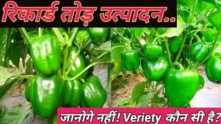 Shimla mirch ki top veriety / shimla mirch ki kheti / शिमला मिर्च की सबसे अच्छी वैरायटी / #capsicum