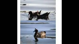 Vocal reaction on intruding mammal - Common Moorhen alarm with Coot response