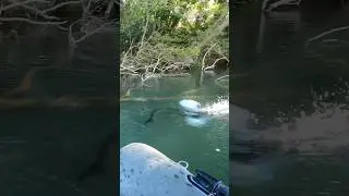 Violent catfish attack  but i miss it😱🫣😤 #fishing #catfish #catfishfish #bigcatfish #babycatfish