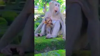 Adorable Monkey Mom Katrina Nursing Baby Kendra