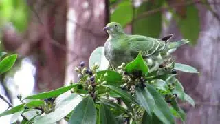 juvenile Superb Fruit-Dove feeding, Atherton Tablelands Birdwatchers' Cabin