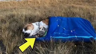 Cat And Dog Travel Duo Will Give You Wanderlust And All The Feels