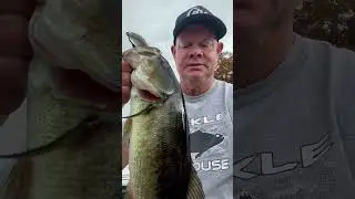 Thursday Bassin&rsquo; #8 Wicked Weights Underspin 4.8 Keitech #shorts #largemouthbassfishing #swimbait