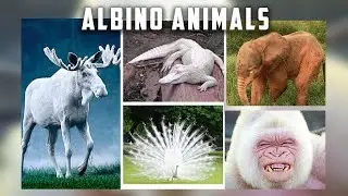 The Beauty of Albino Animals | Rare and Unique Creatures of the Wild