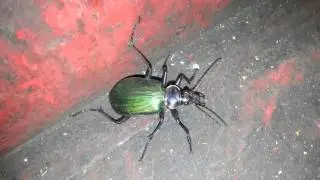 Caterpillar Hunter Beetle @ work. Big.