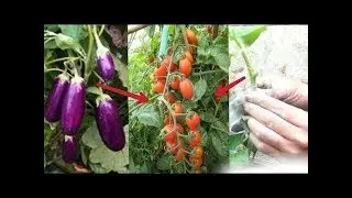 Tomato Grafting On Eggplant \ agriKH