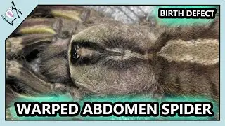 WARPED Tarantula Abdomens【Warped Defect Tarantulas】