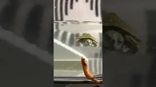 🍤 Loves: Food, basking #shortvideo #turtle #shorts