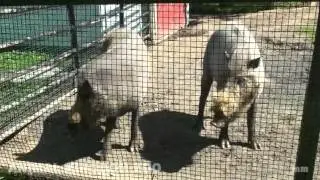 Animal Kingdom Zoo Bearded Pigs Enjoy Being Fed By Visitors