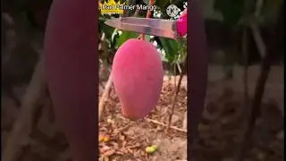 Red Palmer Mango #youtubeshorts #fruit #satisfying #shorts