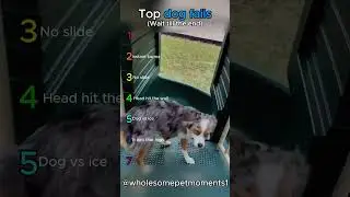 Funniest dog fails 2025😂