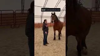 Experience the Power of an Equine Therapy Session #horsetherapy #equinetherapy #healinghorse #horse