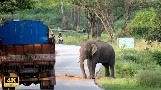 🔥Bandipur Tusker Attack | @SimbaaVlogs