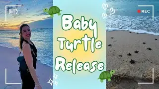 Baby Turtle Release in Mexico!