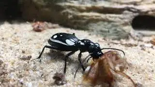 Egyptian predatory beetle feeding
