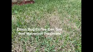 Chinch Bug Coffee Can Test and Sod Webworm Treatment