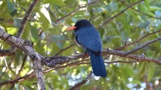 BLACK-FRONTED NUNBIRD (MONASA NIGRIFRONS) CHORA-CHUVA PRETO, Nature singers