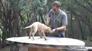 Labrador Puppy Training | Bird Wings, Duck Calls & Early Retrieving