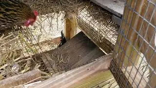 New Chicken Duplex