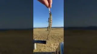 My top 3 picks for giant shallow water flathead this summer