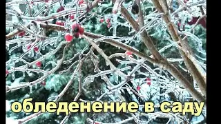 ☝☝ОБЛЕДЕНЕНИЕ РАСТЕНИЙ В САДУ. ЧЕМ КОВАРНО ЭТО ПРИРОДНОЕ  ЯВЛЕНИЕ