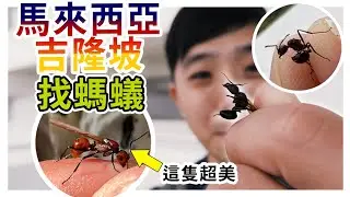 「令人驚艷的螞蟻」隨處可見｜橘紅色、青綠色、咬人超痛的一次滿足｜世界蟻窟探索去ep.1－馬來西亞【臺灣蟻窟】