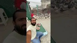 Kabutaro k liye mota dana