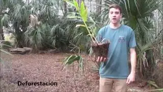 Spanish Environment