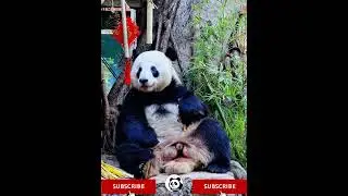 A panda eating the freshest bamboo shoots looks very happy; he is Guangzhou Xingyi! #panda #cute#大熊猫
