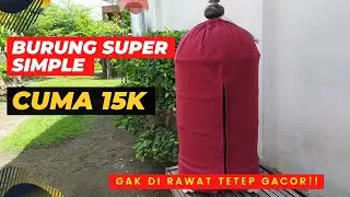 REKOMENDASI BURUNG KECIL HARGA MURAH, PERAWATAN MUDAH, CEPAT GACOR❗