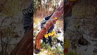 Tree cutting easy skill chainsaw! #treetrimming #woodstatue #treeparts #woodcutting #tree #fall