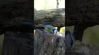 Eurasian blue Tit Close-up in Barnwell Country Park