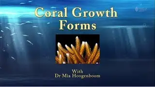 Introduction to coral growth forms - JCU Classroom on the Reef