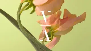 MYRNE - Afterglows