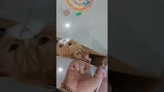 iss bag मैं क्या होगा बताये 😹 #trendingshorts #viral #funny #cutecat #shorts #petlover #billicomedy