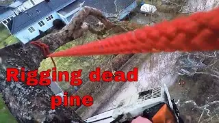 Rigging Dead Pine (RAW)