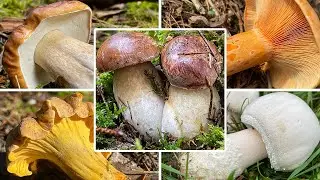 Pilze sammeln im November | Welche Pilze kann man im November finden? Herbstpilze & Winterpilze