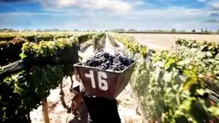 Boom Varietal
