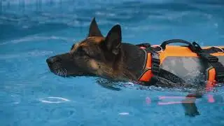 Centre de benestar caní a Llinars del Vallès.Amb piscina climatitzada on fem sessions d'hidroteràpia