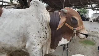 🔴 Live At Bhains Colony Cow Mandi 2019 Karachi