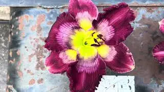 Lewis Daylily Garden 6-30-25