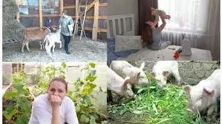 СПАСАЛИ ХОЗЯЙСТВО! ТЯЖЁЛАЯ НЕДЕЛЯ!🌱🤱🐄🐖🌾