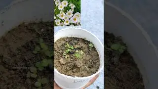 (Part 1)Daisy flower ko seeds se kese grow kre|How to grow daisy flower from seeds