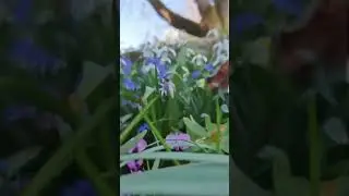 Relax| Spring flowers