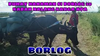 BUHAY NANAMAN SI BORLOG 20 KABAN NALANG KARGA NYA BUHAY BUKID JRTV