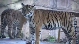 [4K] Tiger Cubs Playing | RAW Footage | Sony a6400 | 18-135mm