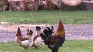 French Wheaten Marans Trio in the grass