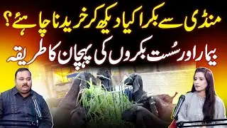 Bakra Kharidtay Waqt Ye Galtiyan Na Karein - Bakra Mandiyon Se Kharidnay Ka Tareeqa - Pehchan Tips