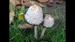 De paddenstoelen en zwammen van het Park Viteux door Catherine Boone