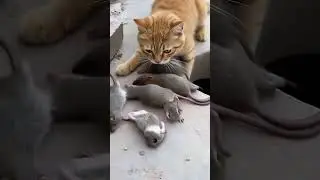 Wow, it's so delicious. Who should I eat first? #cat #mouse  #shotrs #eat